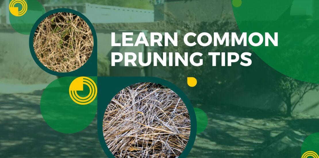 Learn Common Pruning Tips from Kevens Landscape