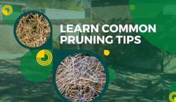 Learn Common Pruning Tips from Kevens Landscape