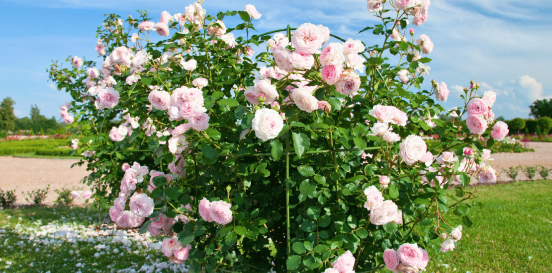 Image of rose bush in Phoenix, AZ