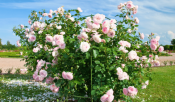 Image of rose bush in Phoenix, AZ