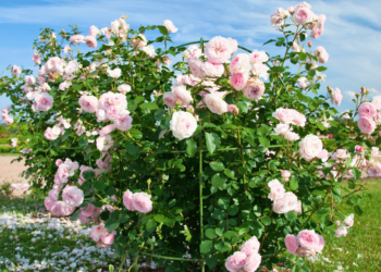 Image of rose bush in Phoenix, AZ