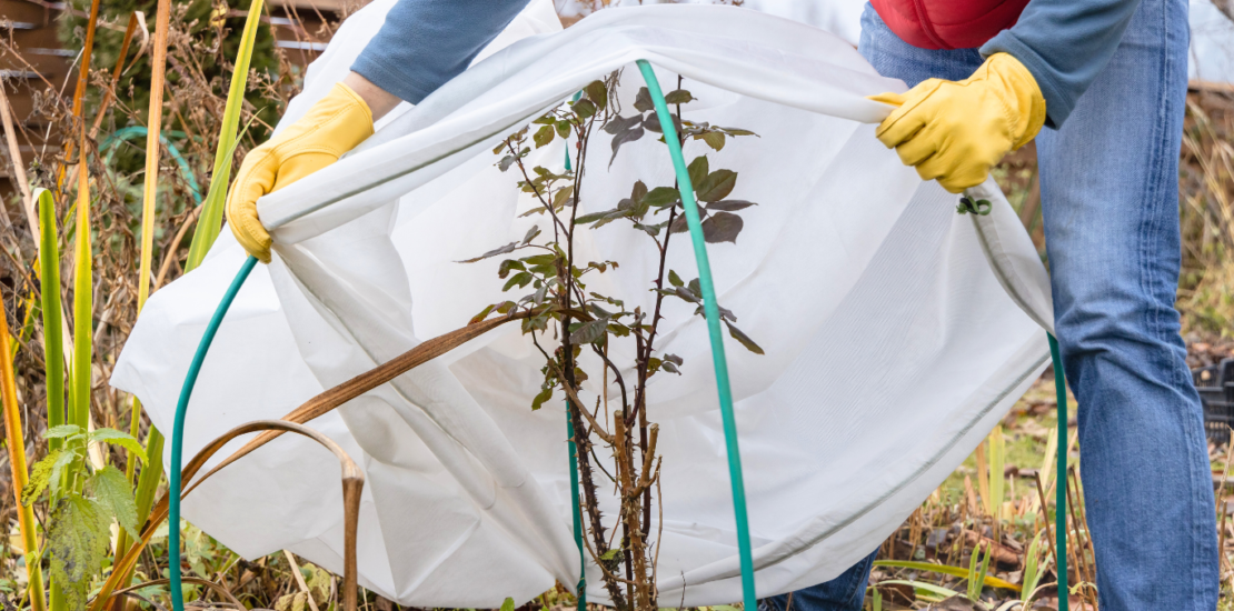 Person protecting a garden plant from frost by covering it with a frost cloth secured over a frame, set in a natural outdoor setting.