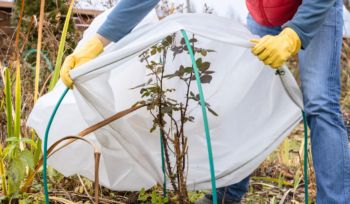 Person protecting a garden plant from frost by covering it with a frost cloth secured over a frame, set in a natural outdoor setting.