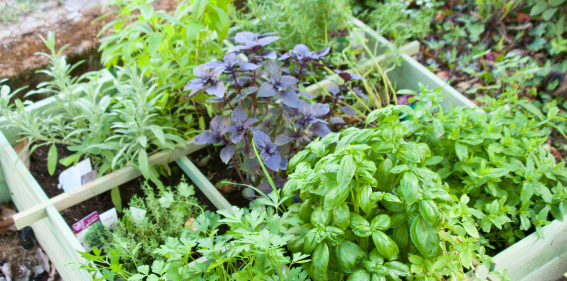 Raised herb garden featuring vibrant green and purple herbs, including basil, parsley, rosemary, and sage, thriving in a wooden planter with well-maintained soil and lush foliage.