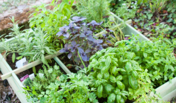 Raised herb garden featuring vibrant green and purple herbs, including basil, parsley, rosemary, and sage, thriving in a wooden planter with well-maintained soil and lush foliage.