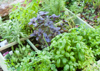 Raised herb garden featuring vibrant green and purple herbs, including basil, parsley, rosemary, and sage, thriving in a wooden planter with well-maintained soil and lush foliage.